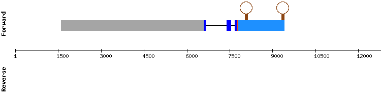 gene structure