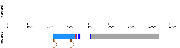 gene structure