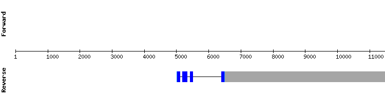 gene structure