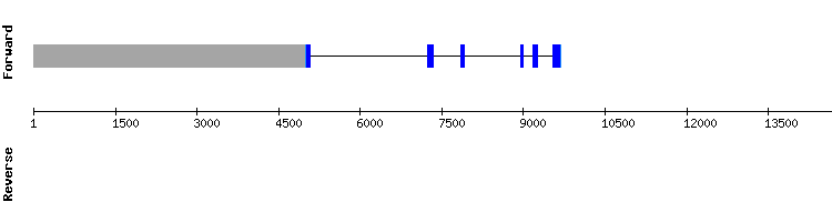gene structure