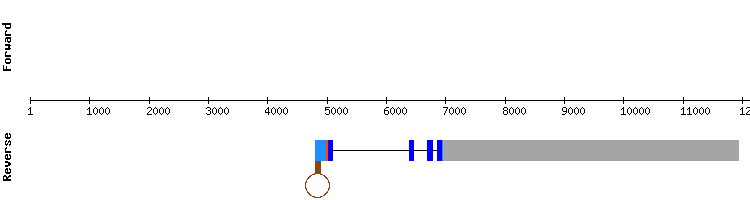 gene structure