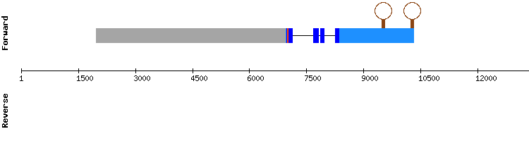gene structure