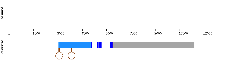 gene structure