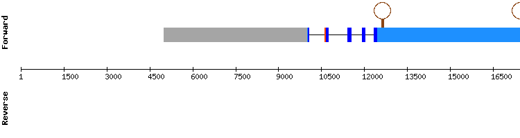 gene structure