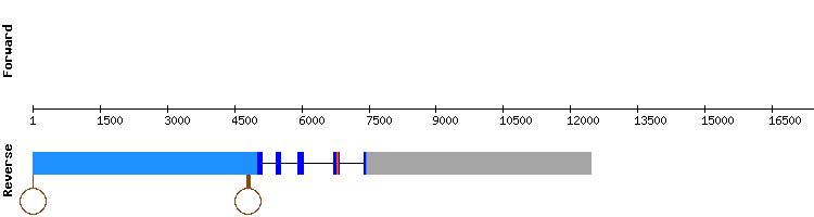 gene structure