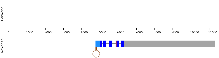 gene structure