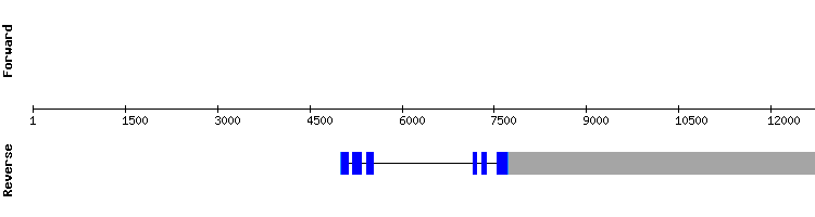 gene structure