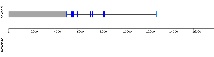gene structure