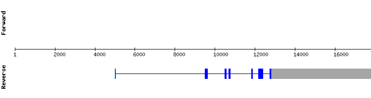 gene structure