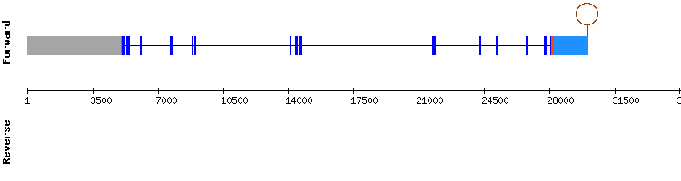 gene structure