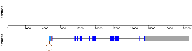 gene structure