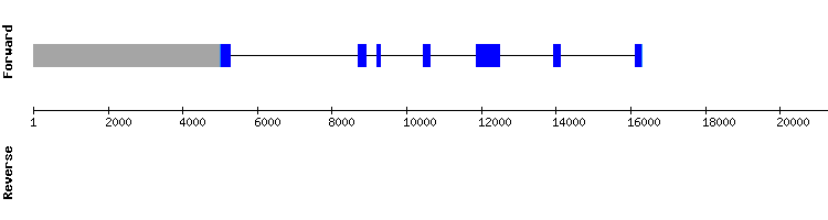 gene structure