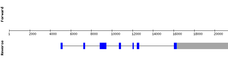gene structure