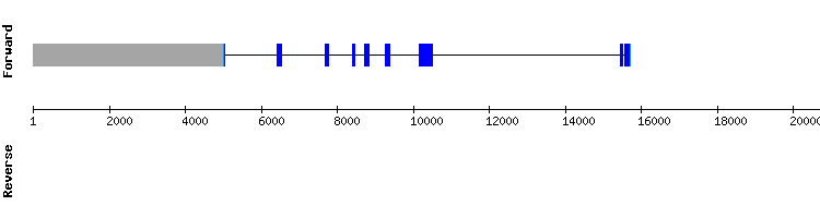 gene structure