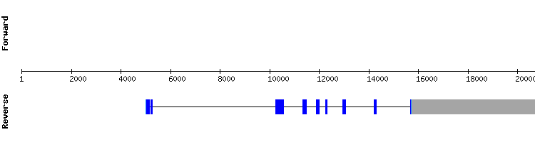 gene structure