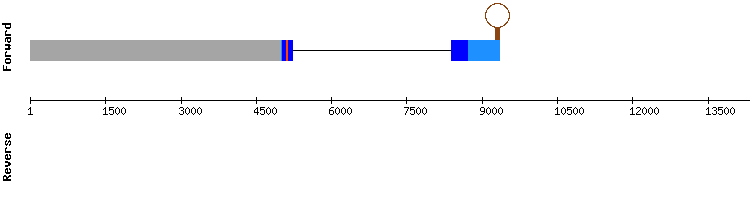 gene structure