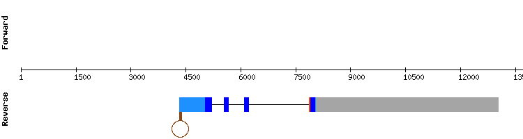 gene structure