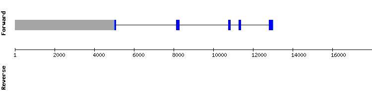 gene structure