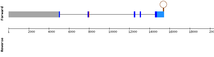 gene structure