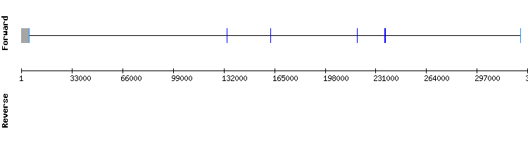 gene structure