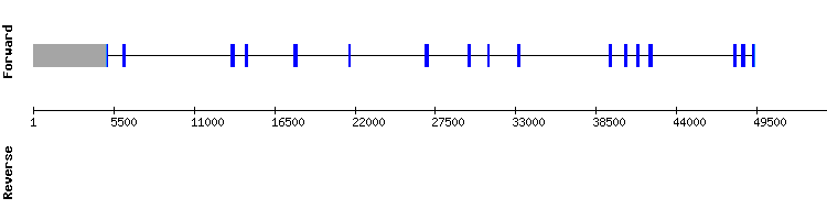 gene structure