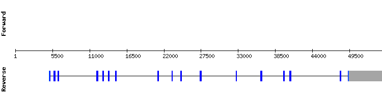 gene structure