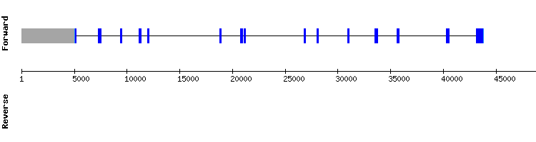 gene structure