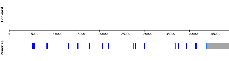 gene structure