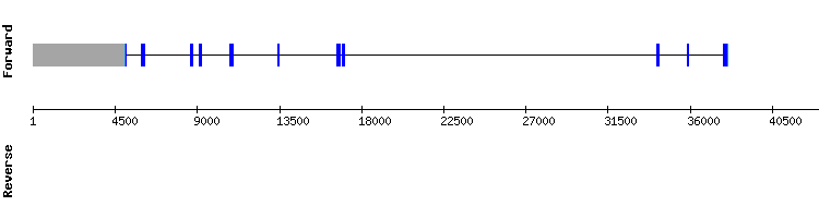 gene structure