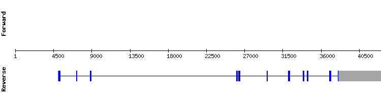 gene structure