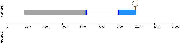 gene structure
