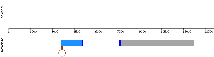 gene structure