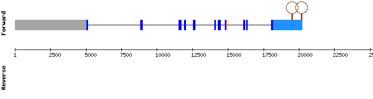 gene structure