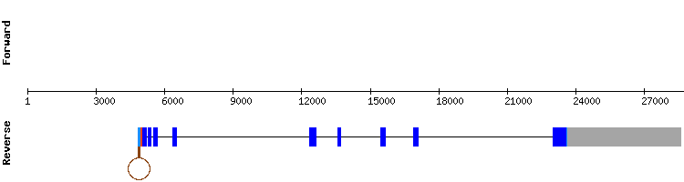 gene structure