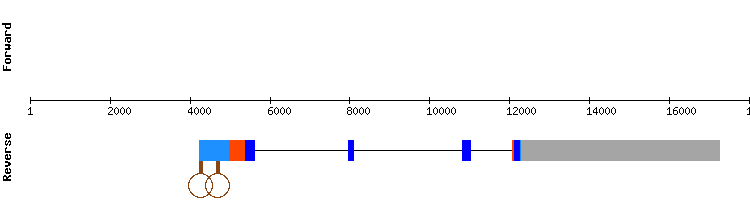 gene structure