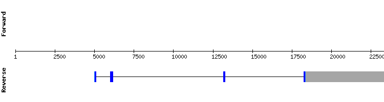 gene structure