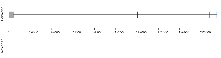 gene structure