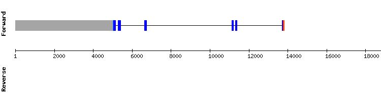 gene structure