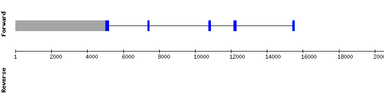 gene structure