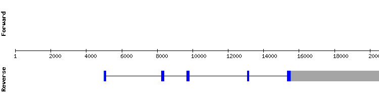 gene structure