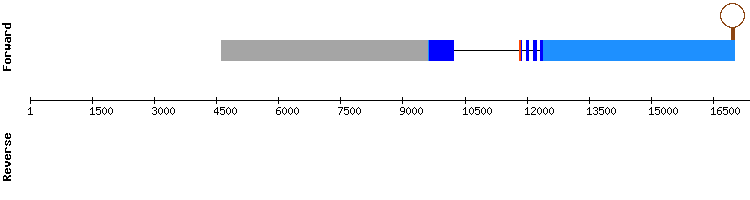 gene structure