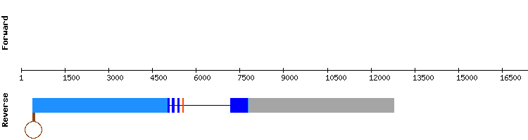 gene structure