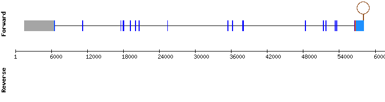 gene structure