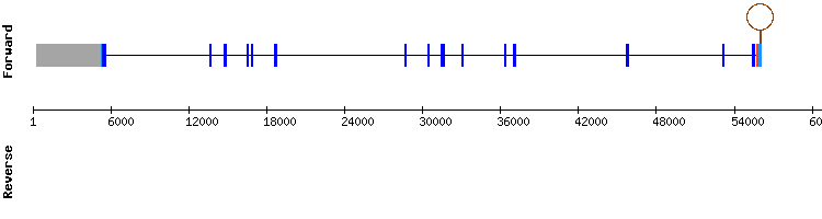 gene structure