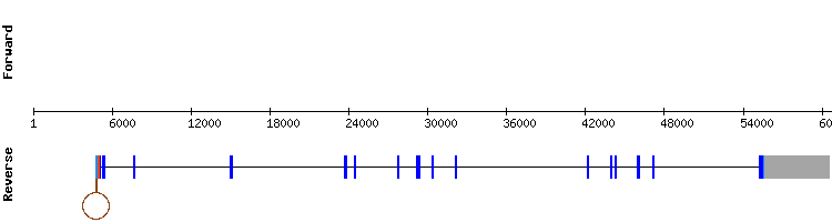 gene structure