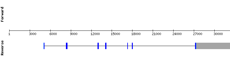 gene structure