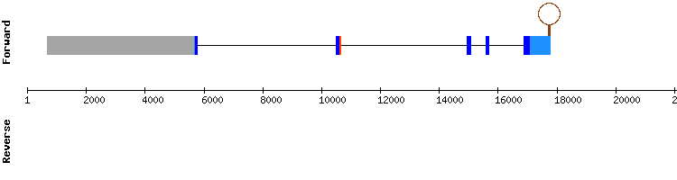 gene structure