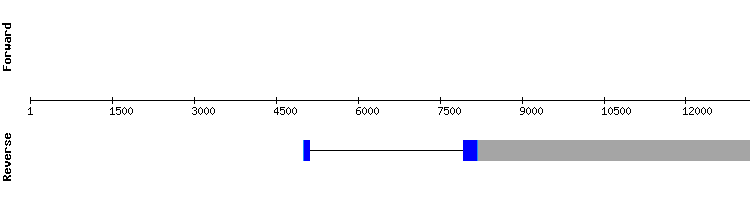 gene structure