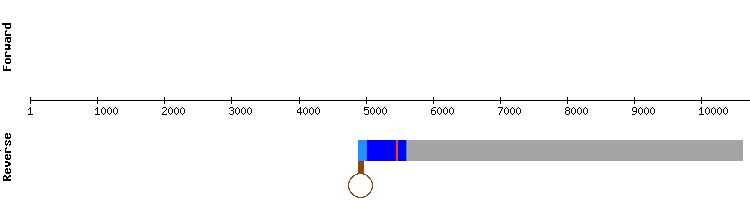 gene structure