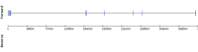 gene structure